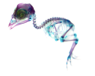 Illustration for article titled Transparent taxidermy and x-ray critters